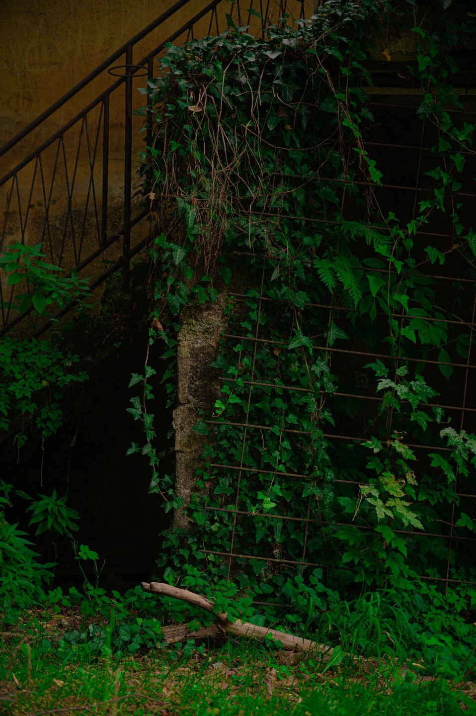 صورة العنصر