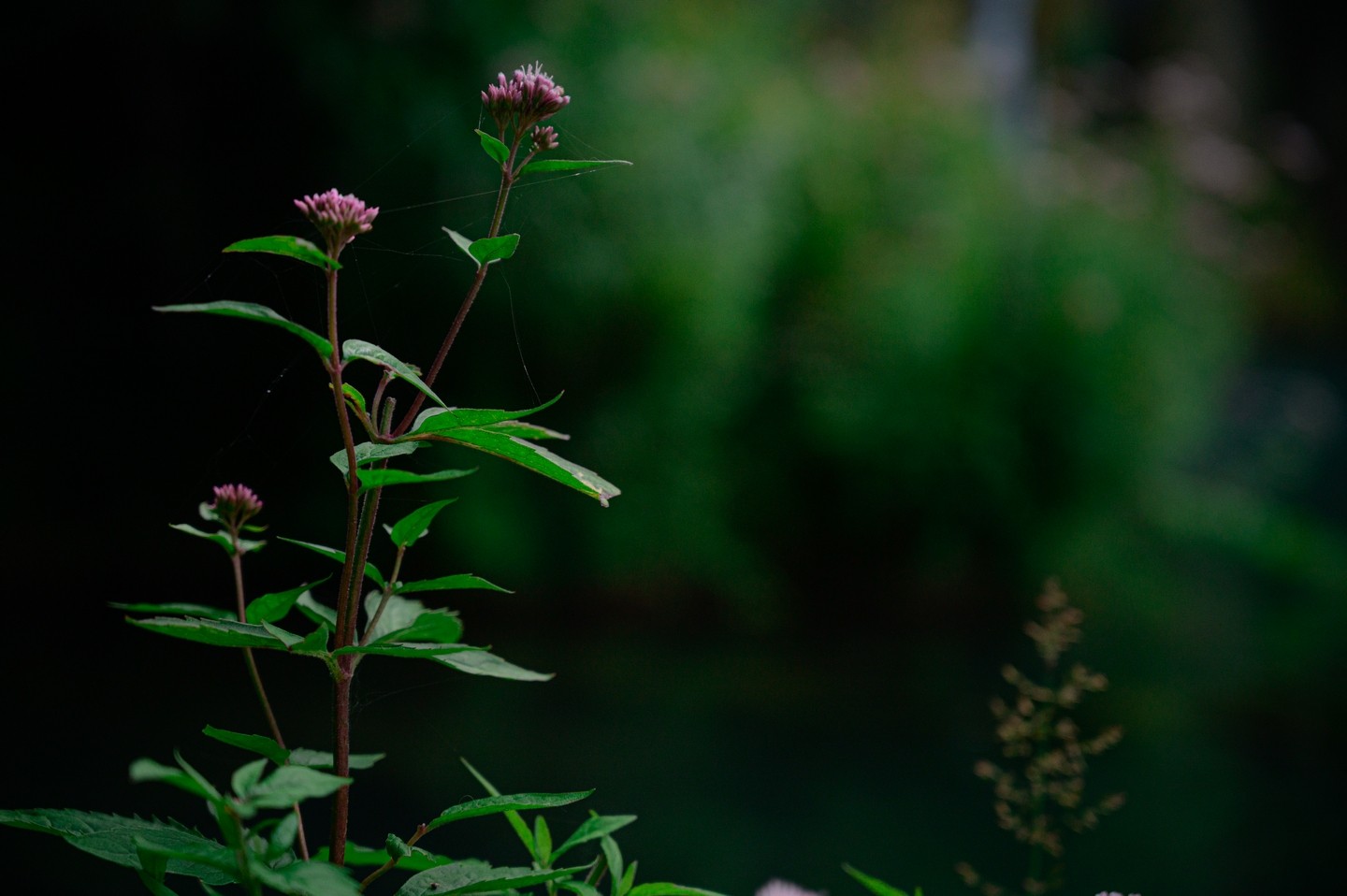 صورة العنصر