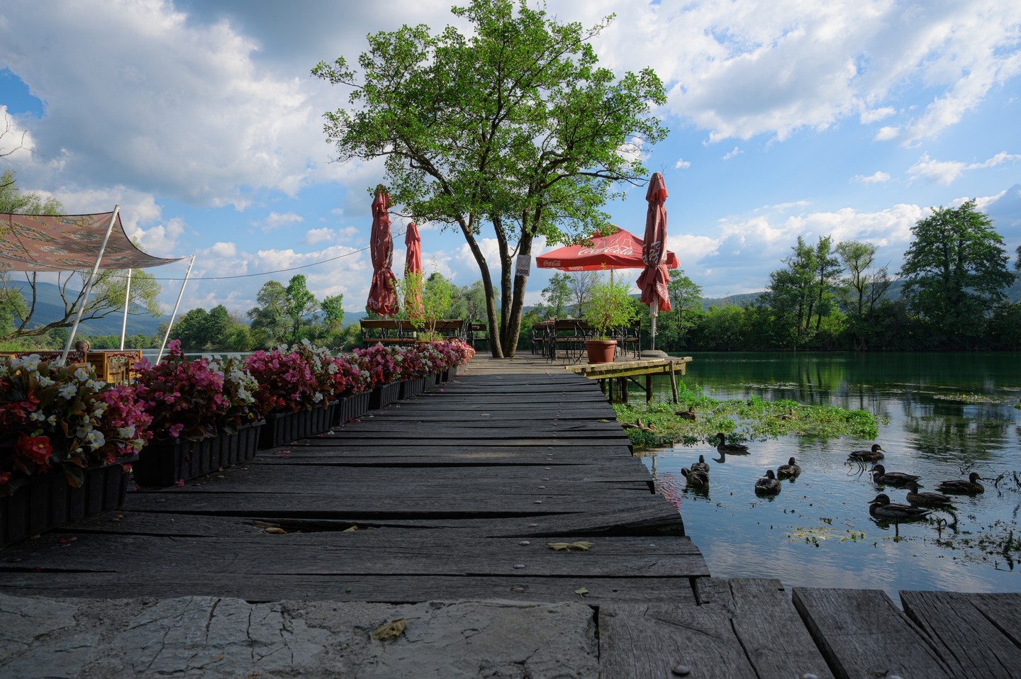 صورة العنصر