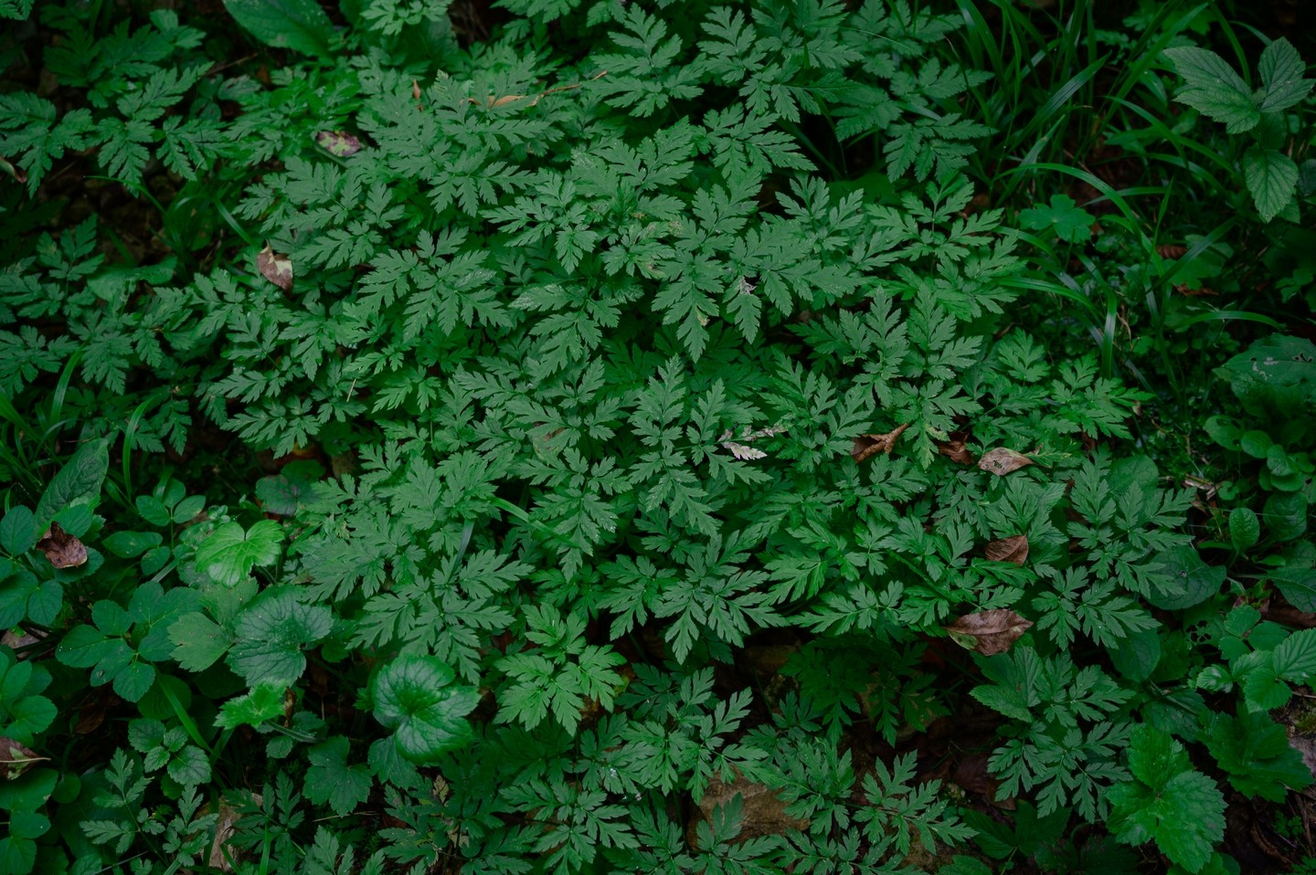 صورة العنصر