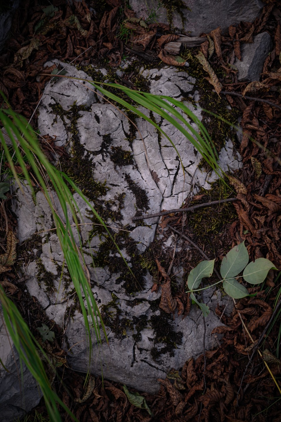 صورة العنصر