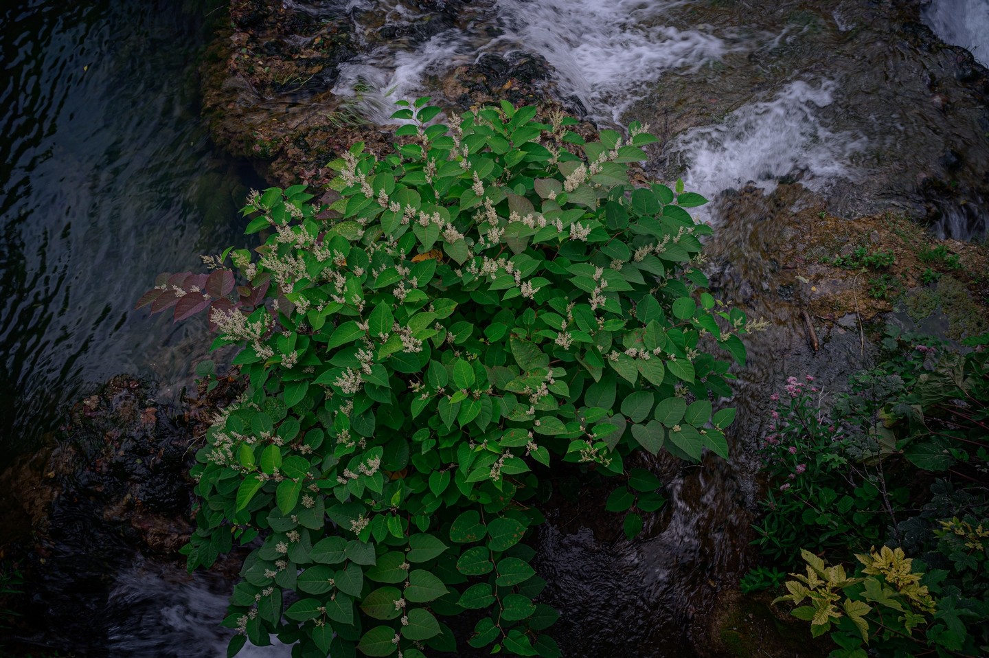 صورة العنصر