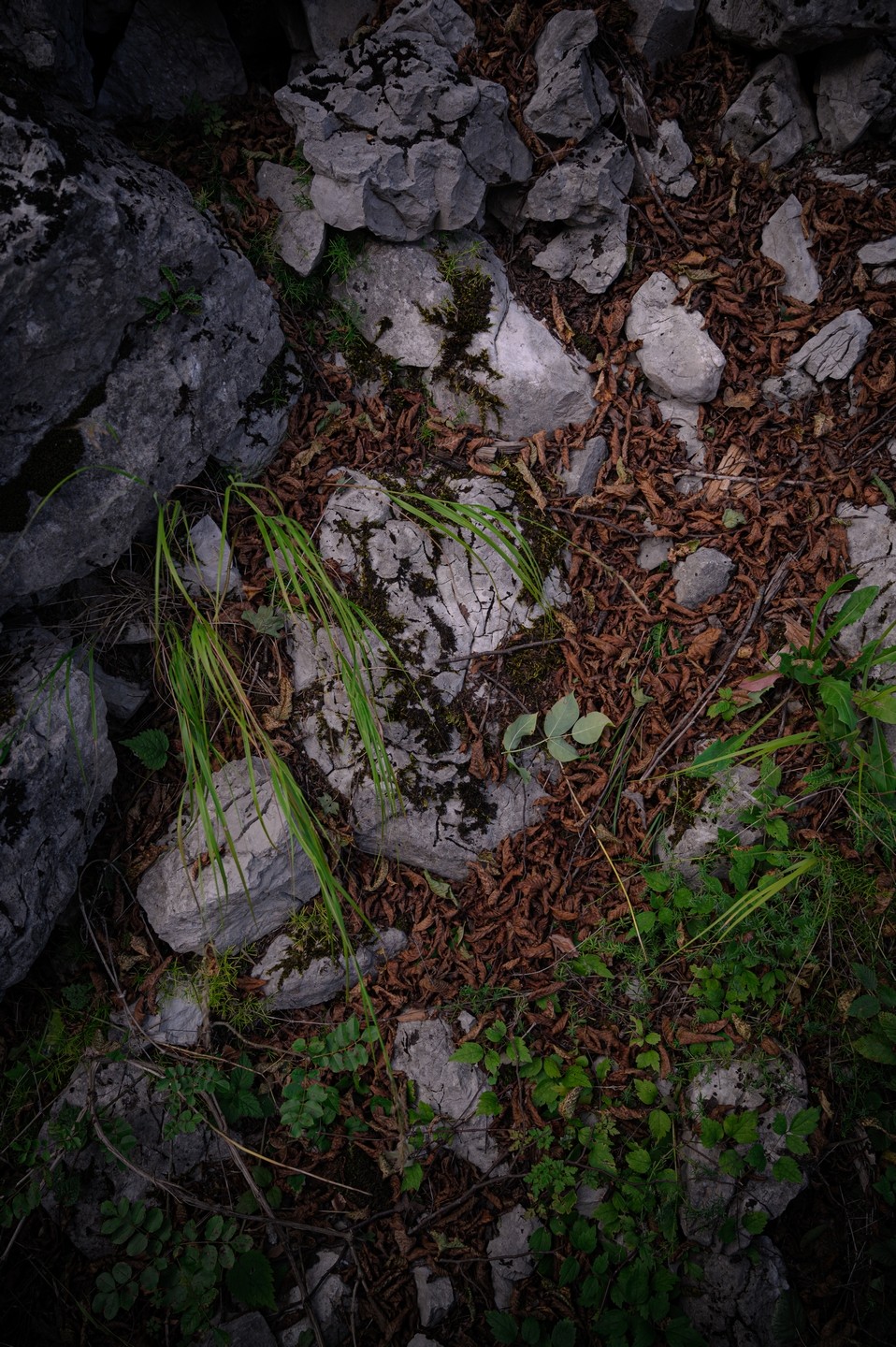 صورة العنصر