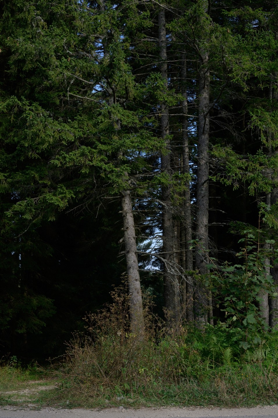 صورة العنصر