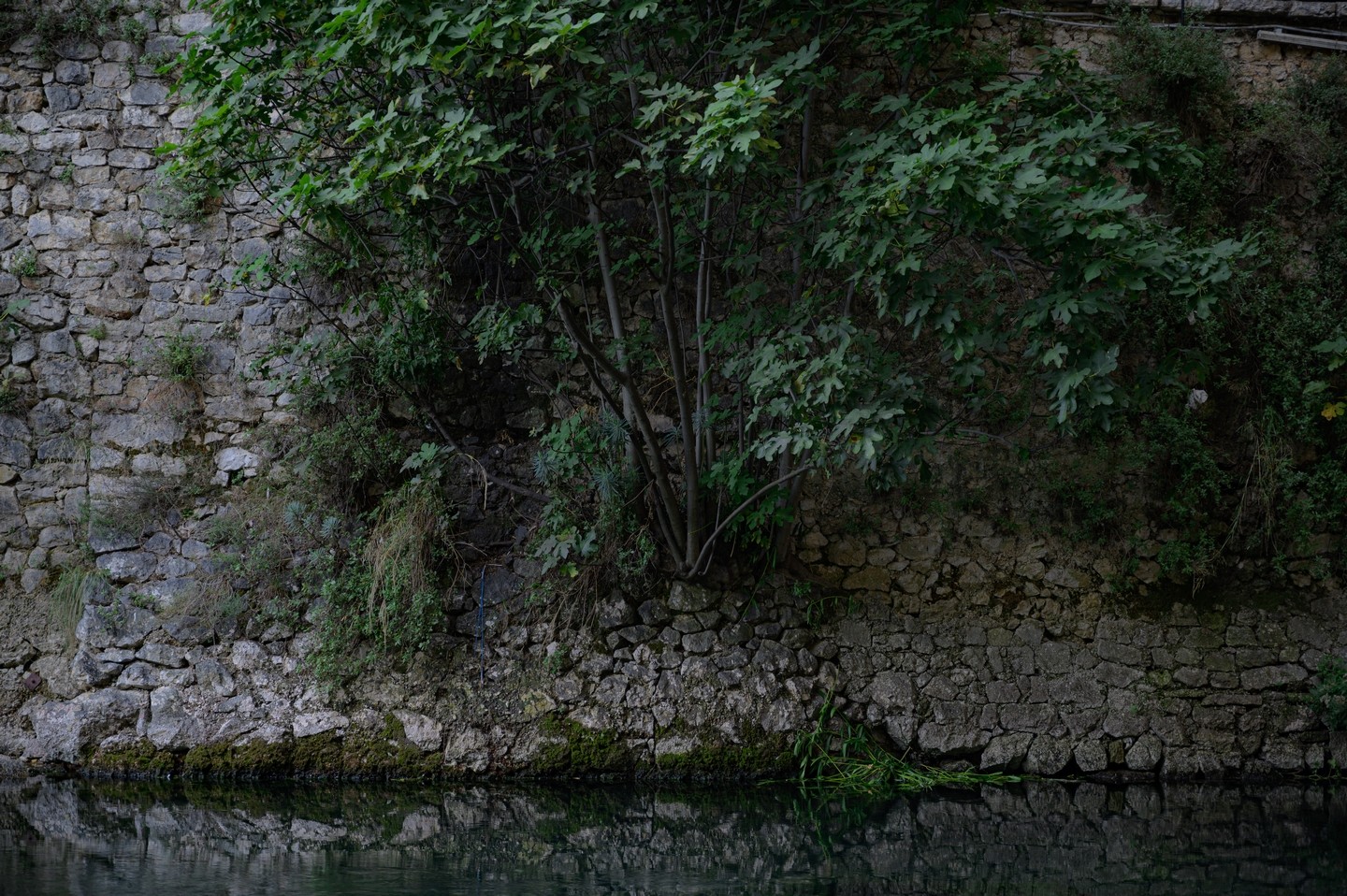 صورة العنصر