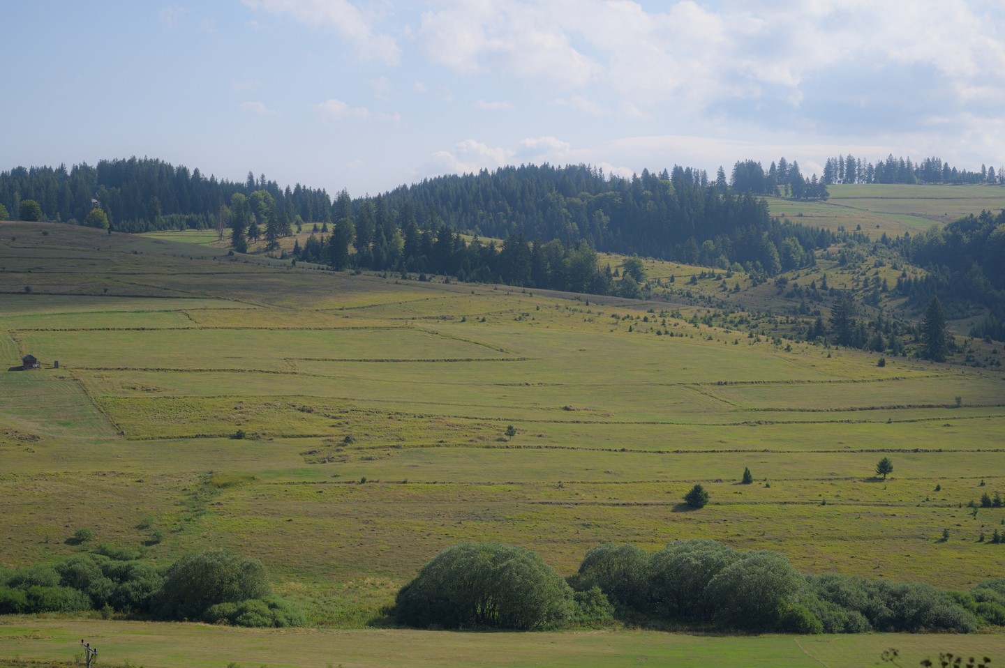 صورة العنصر