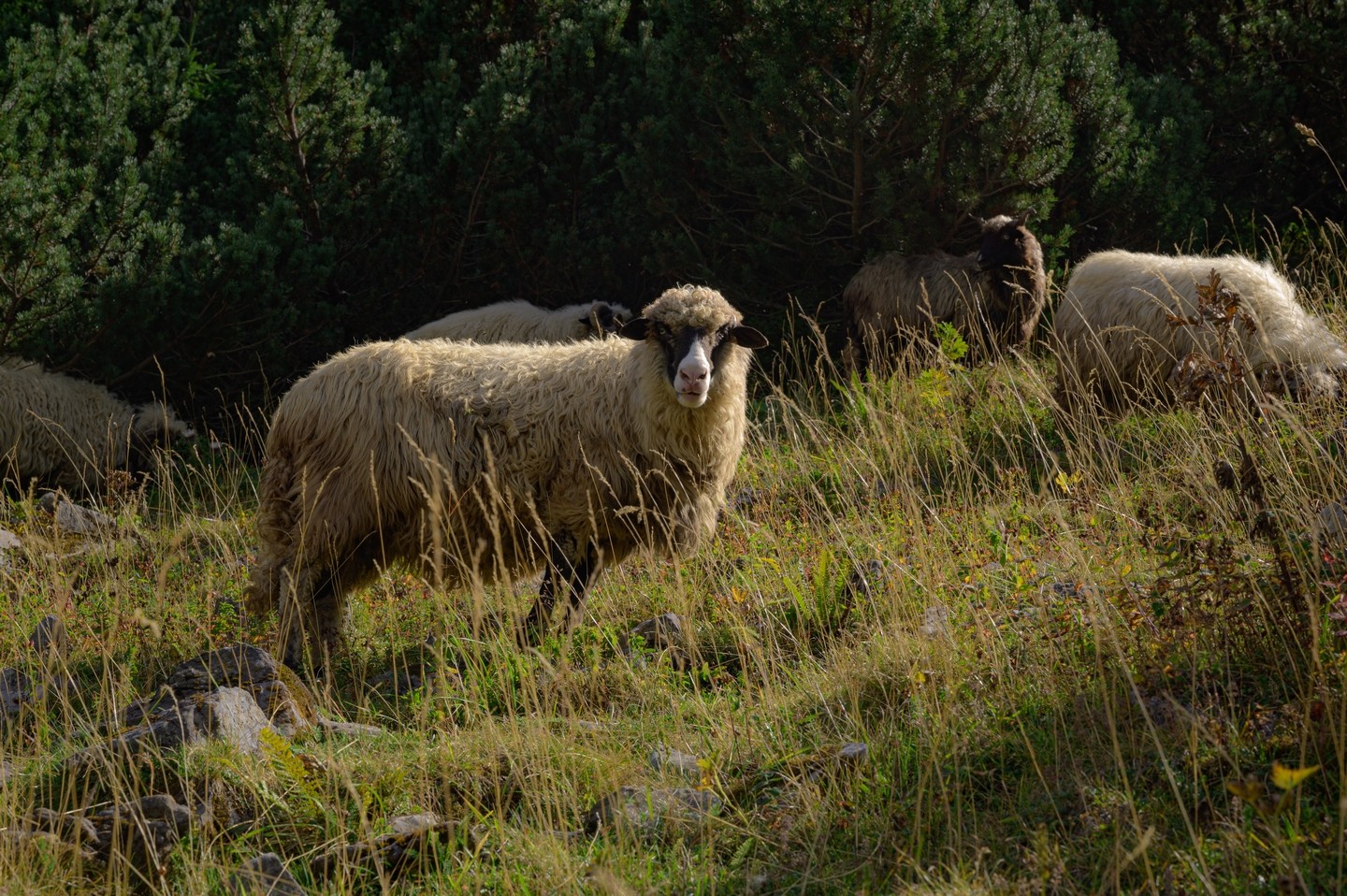 صورة العنصر