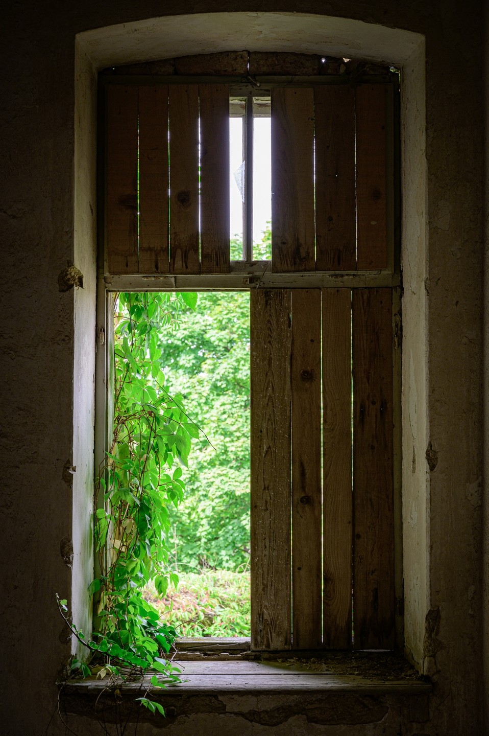 صورة العنصر