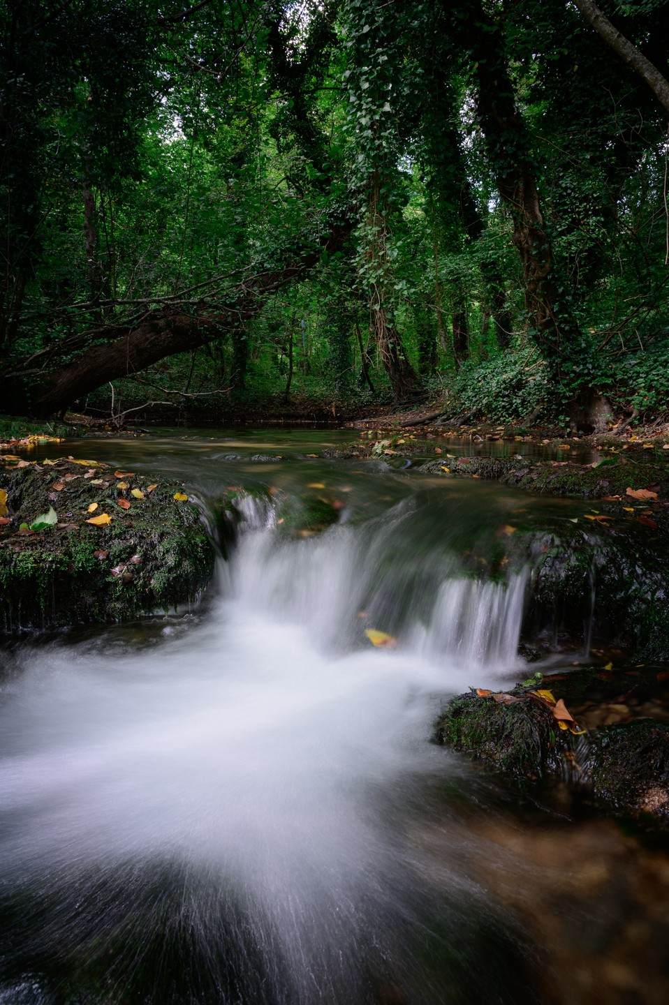 صورة العنصر