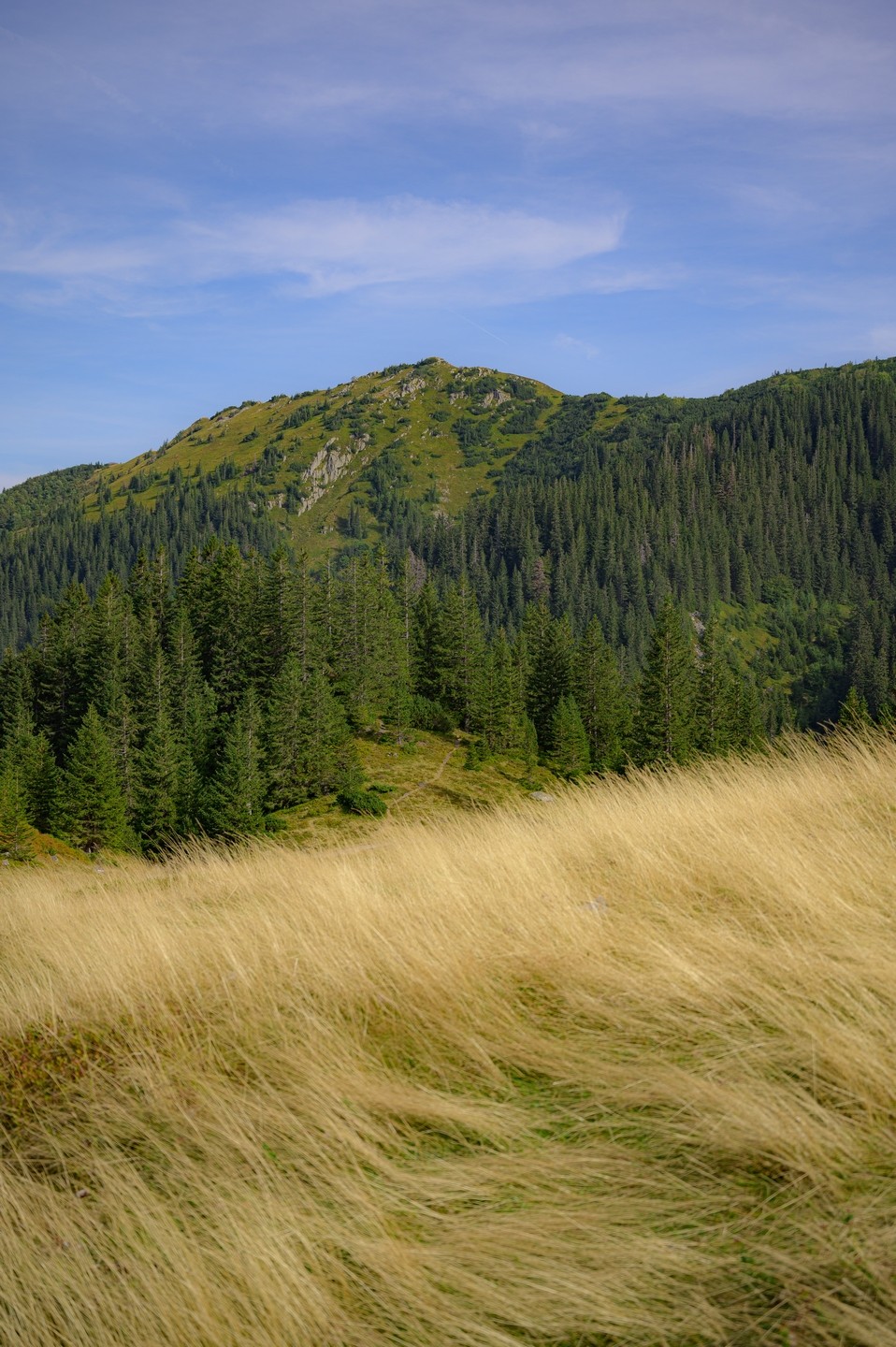 صورة العنصر