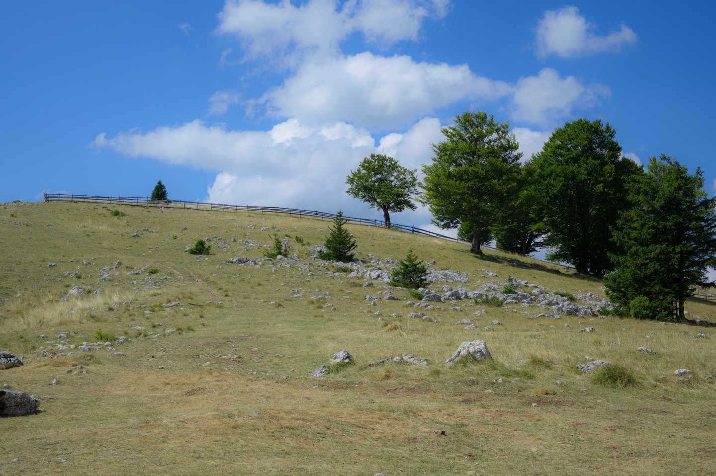 صورة العنصر