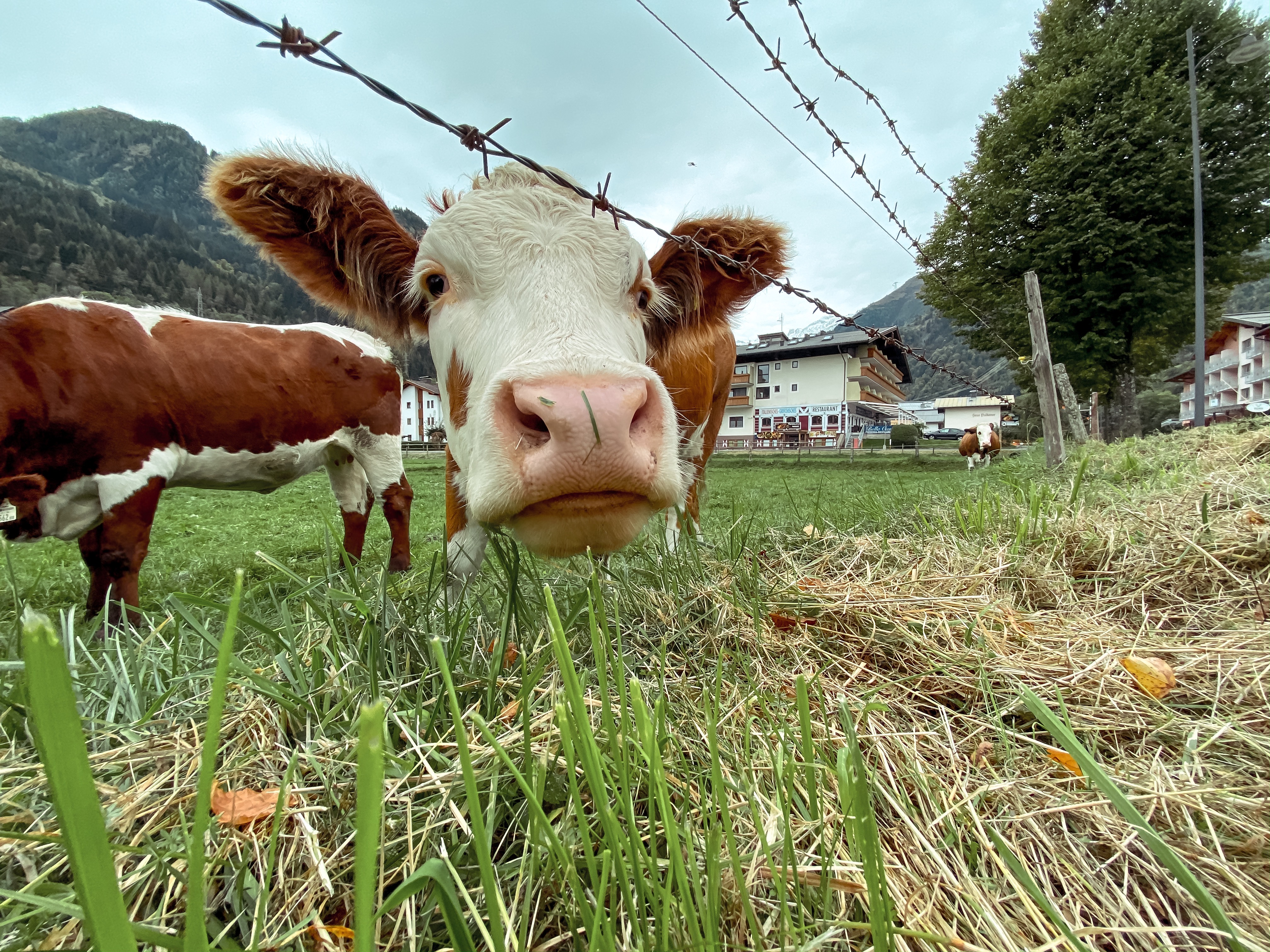 صورة العنصر