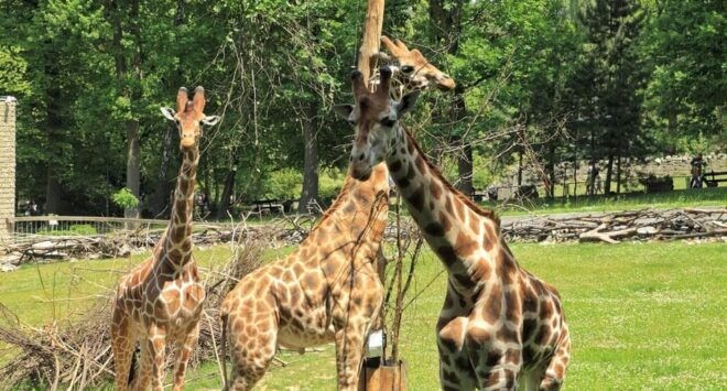 صورة العنصر