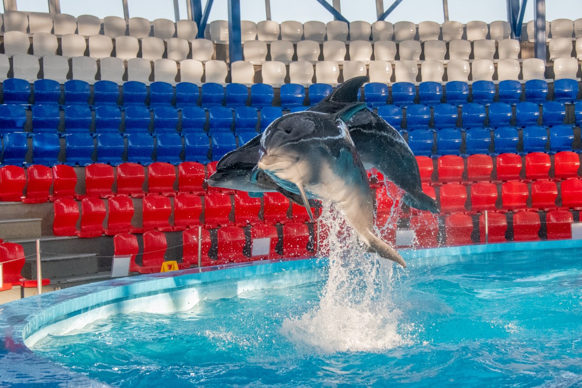 صورة العنصر