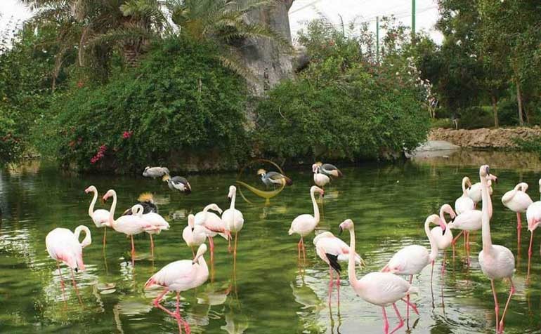 صورة العنصر