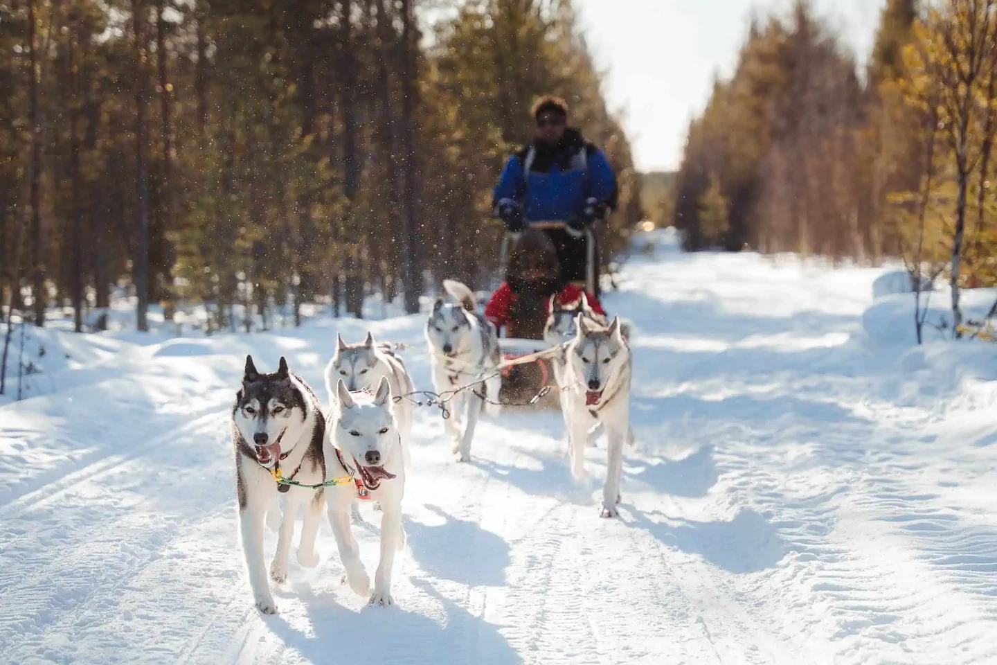 صورة العنصر