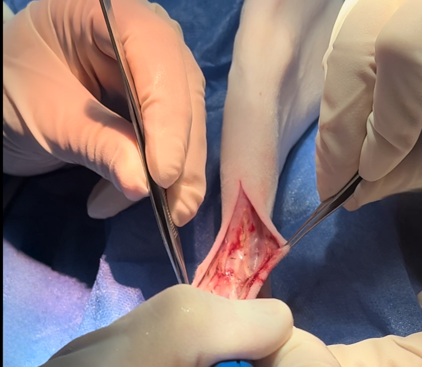 صورة المعرض