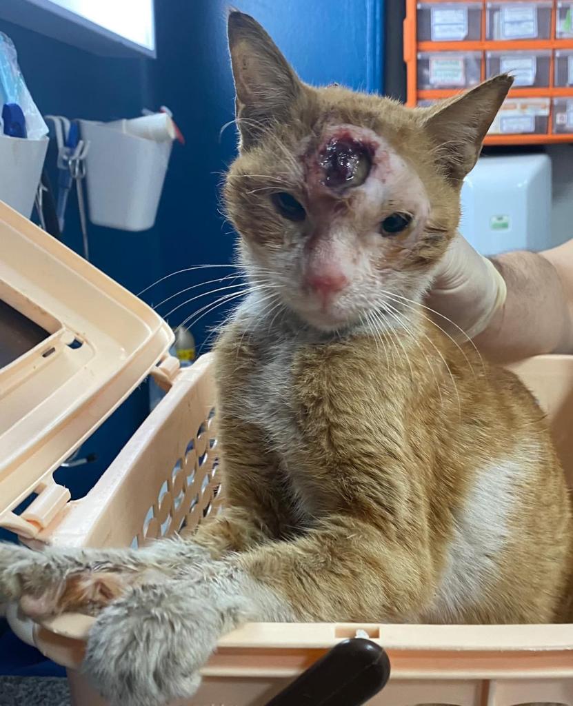 صورة المعرض