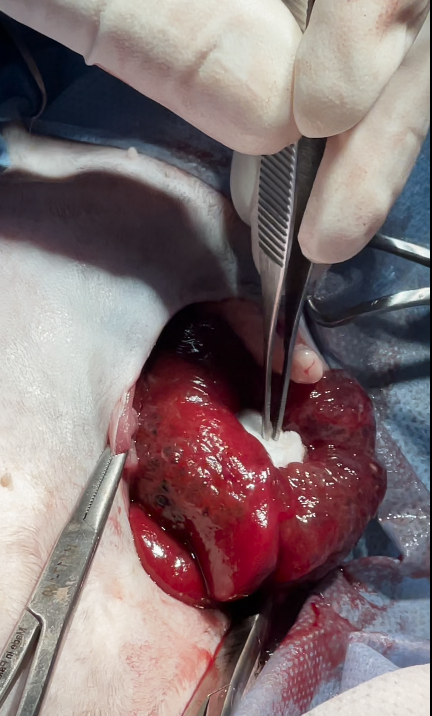 صورة المعرض