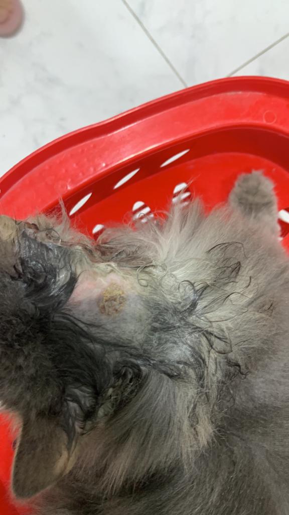 صورة المعرض