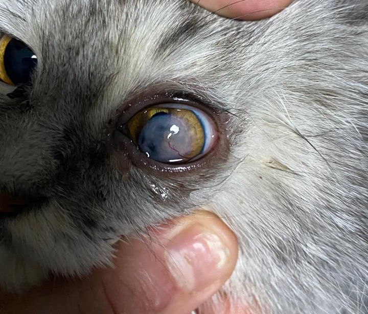 صورة المعرض