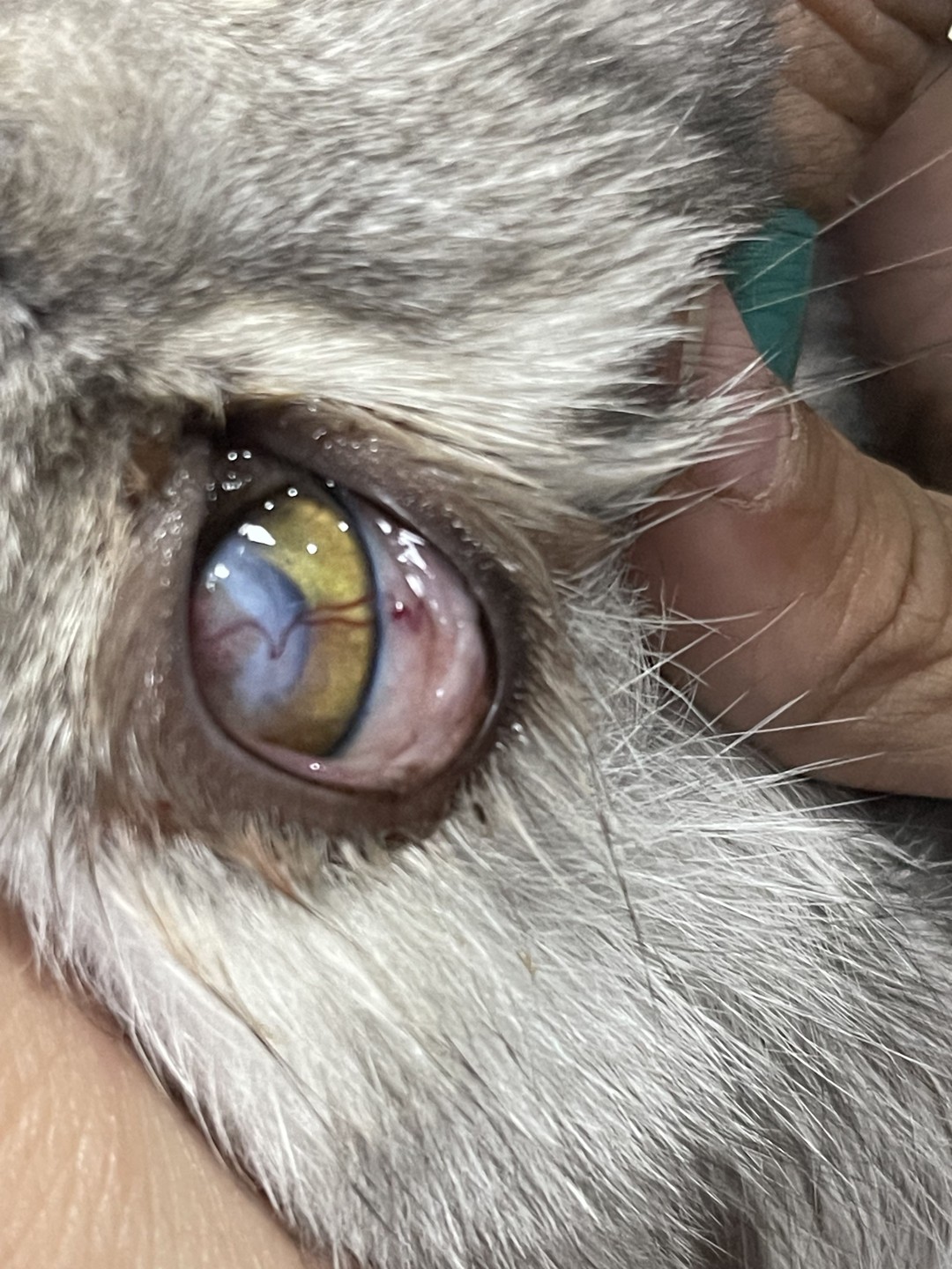 صورة المعرض