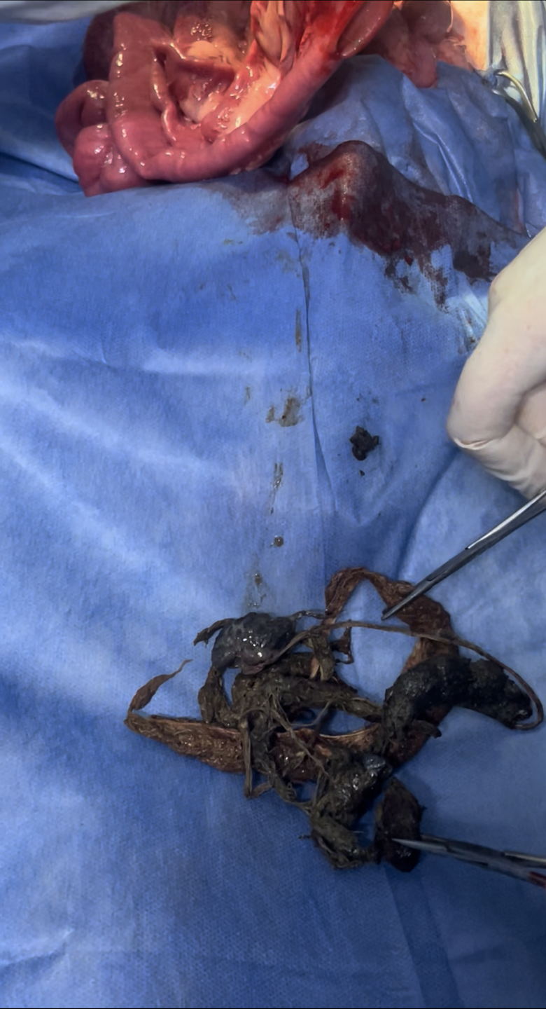 صورة المعرض