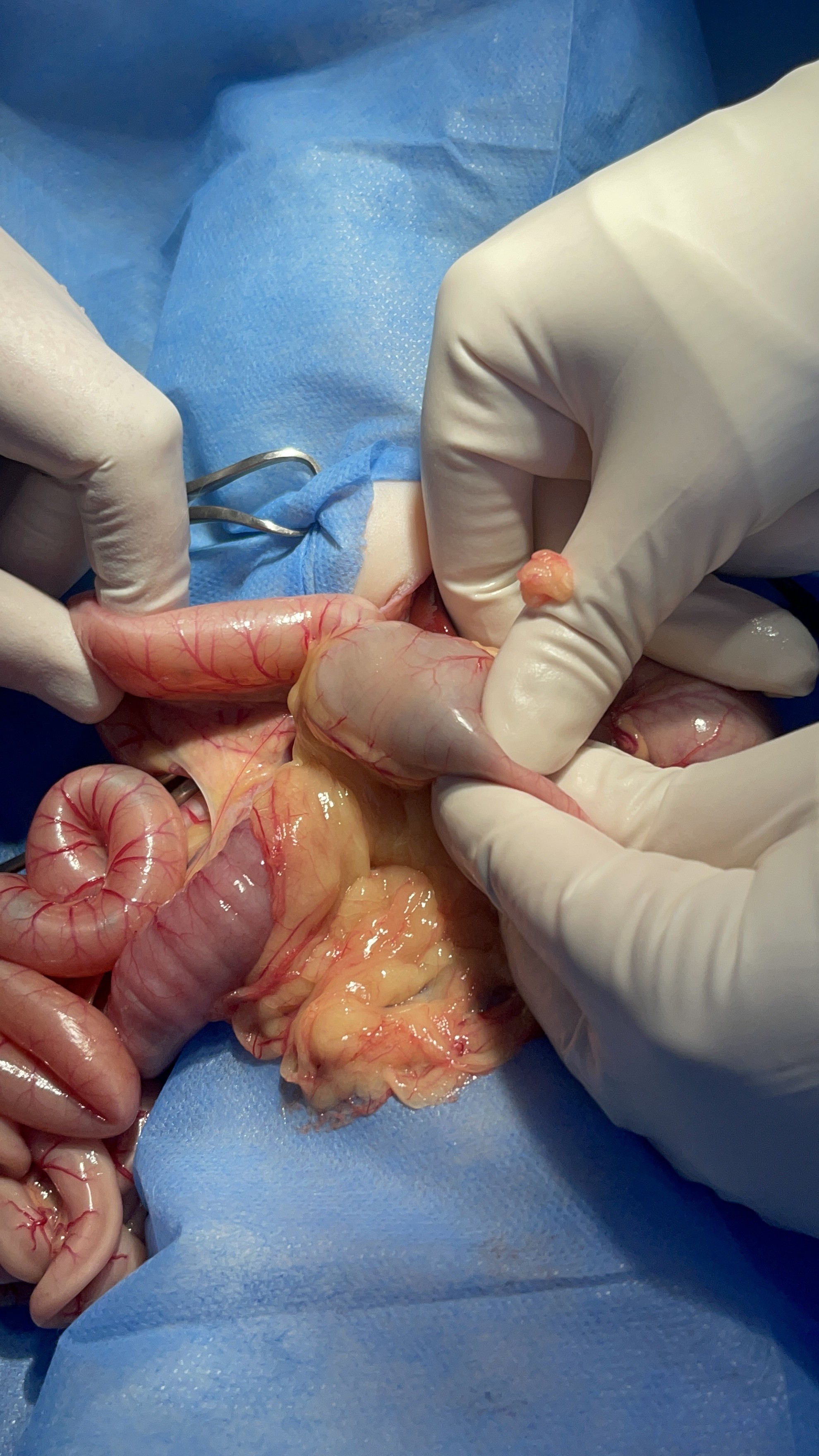 صورة المعرض