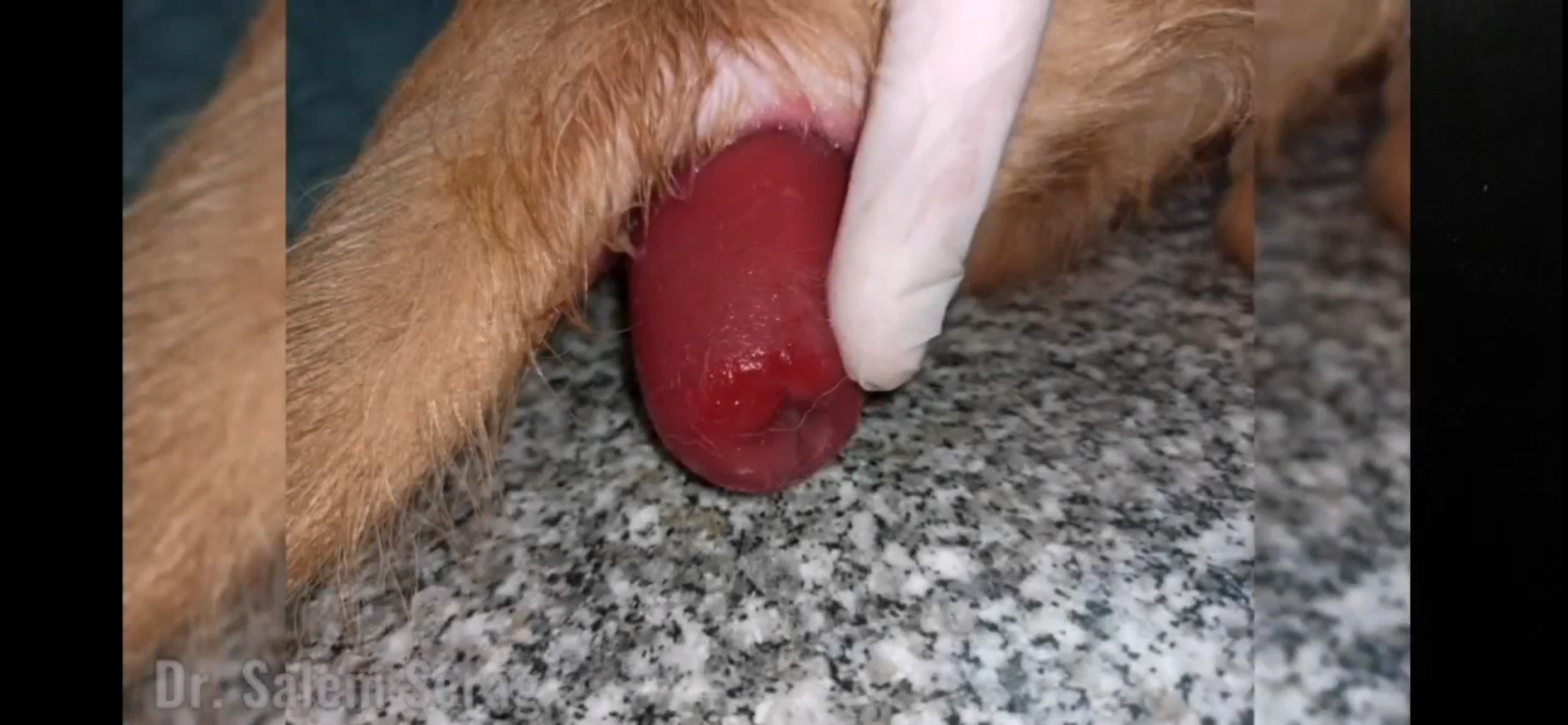 صورة المعرض