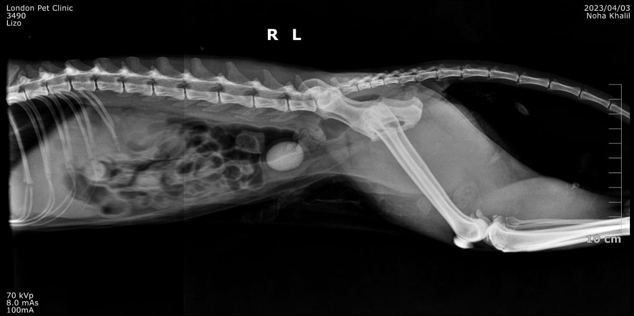 صورة المعرض