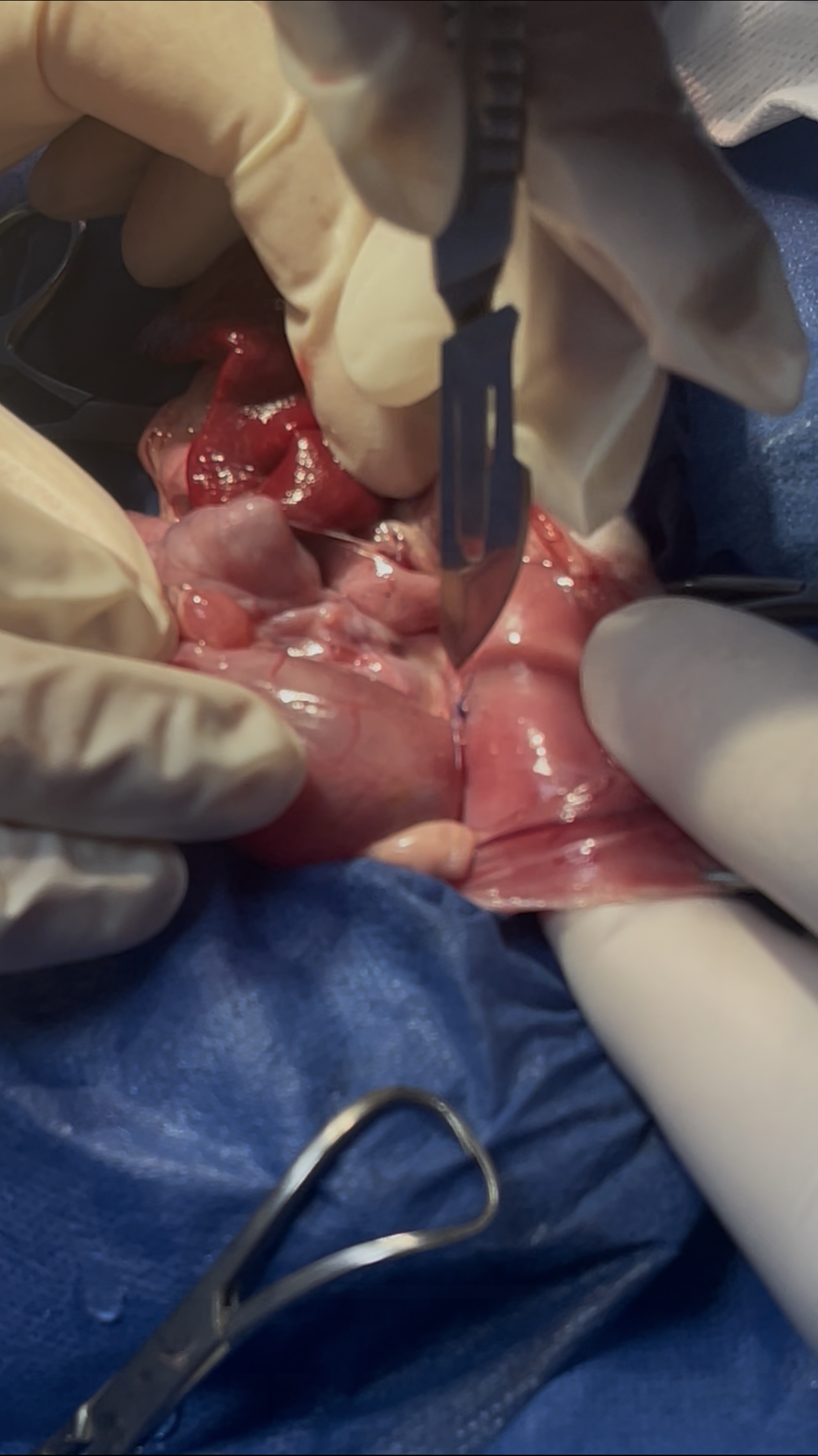 صورة المعرض