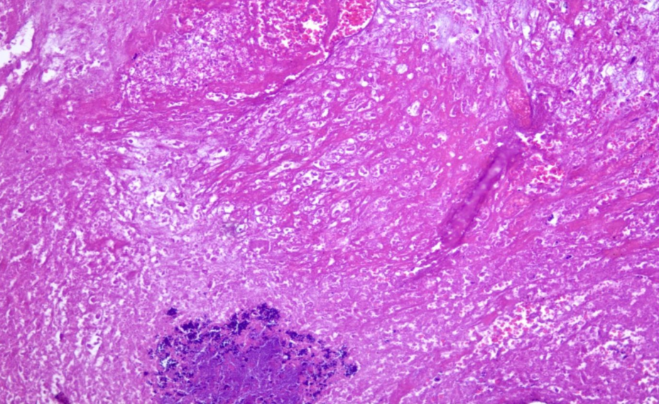 صورة المعرض