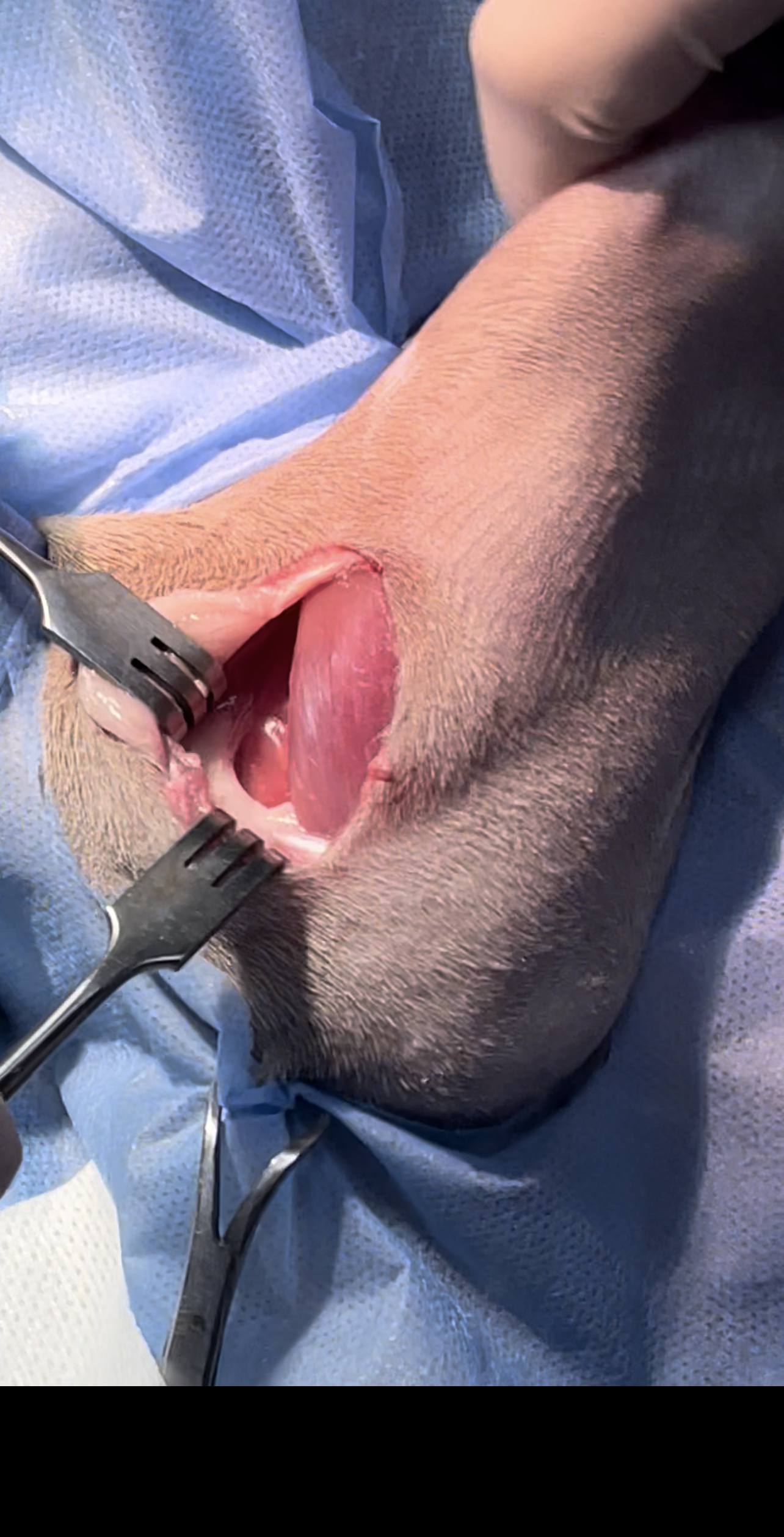 صورة المعرض