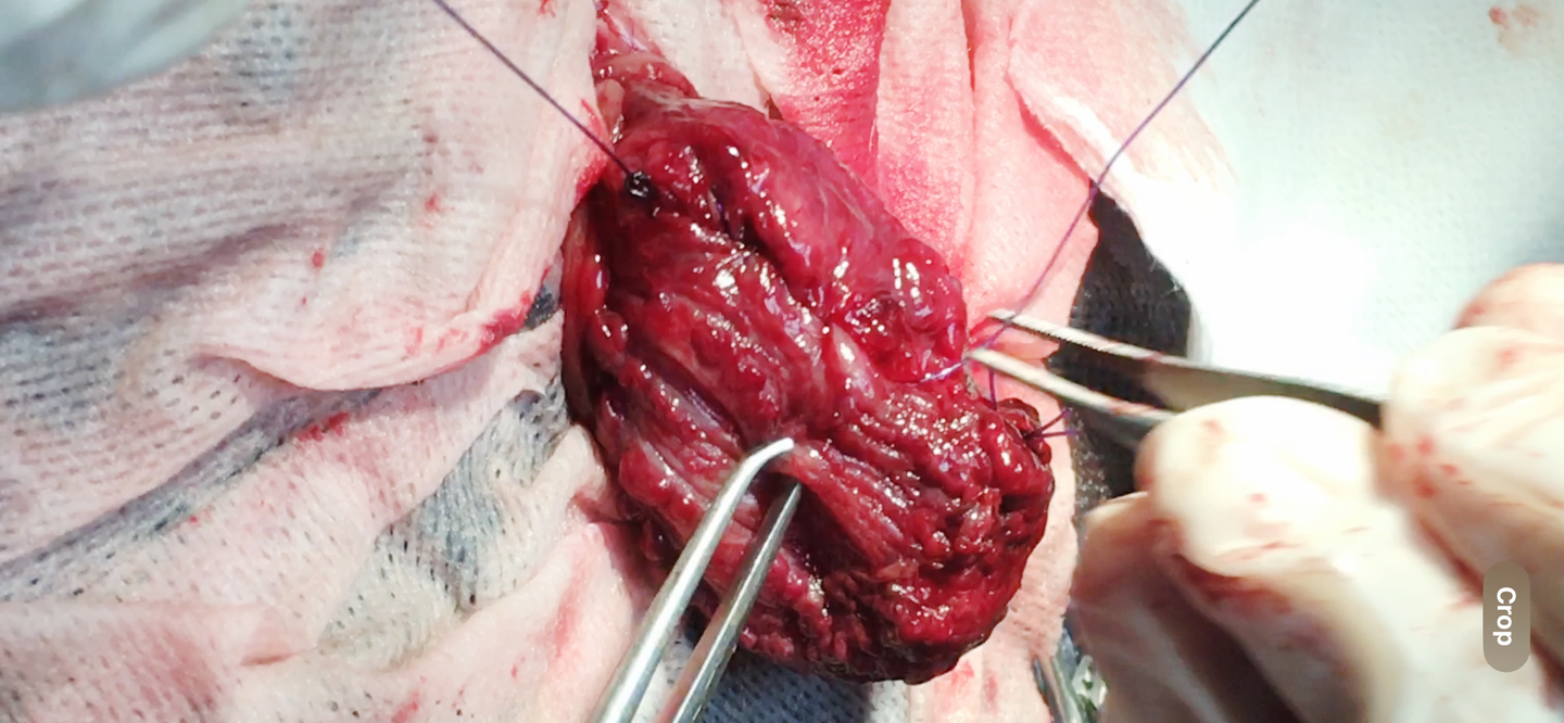 صورة المعرض