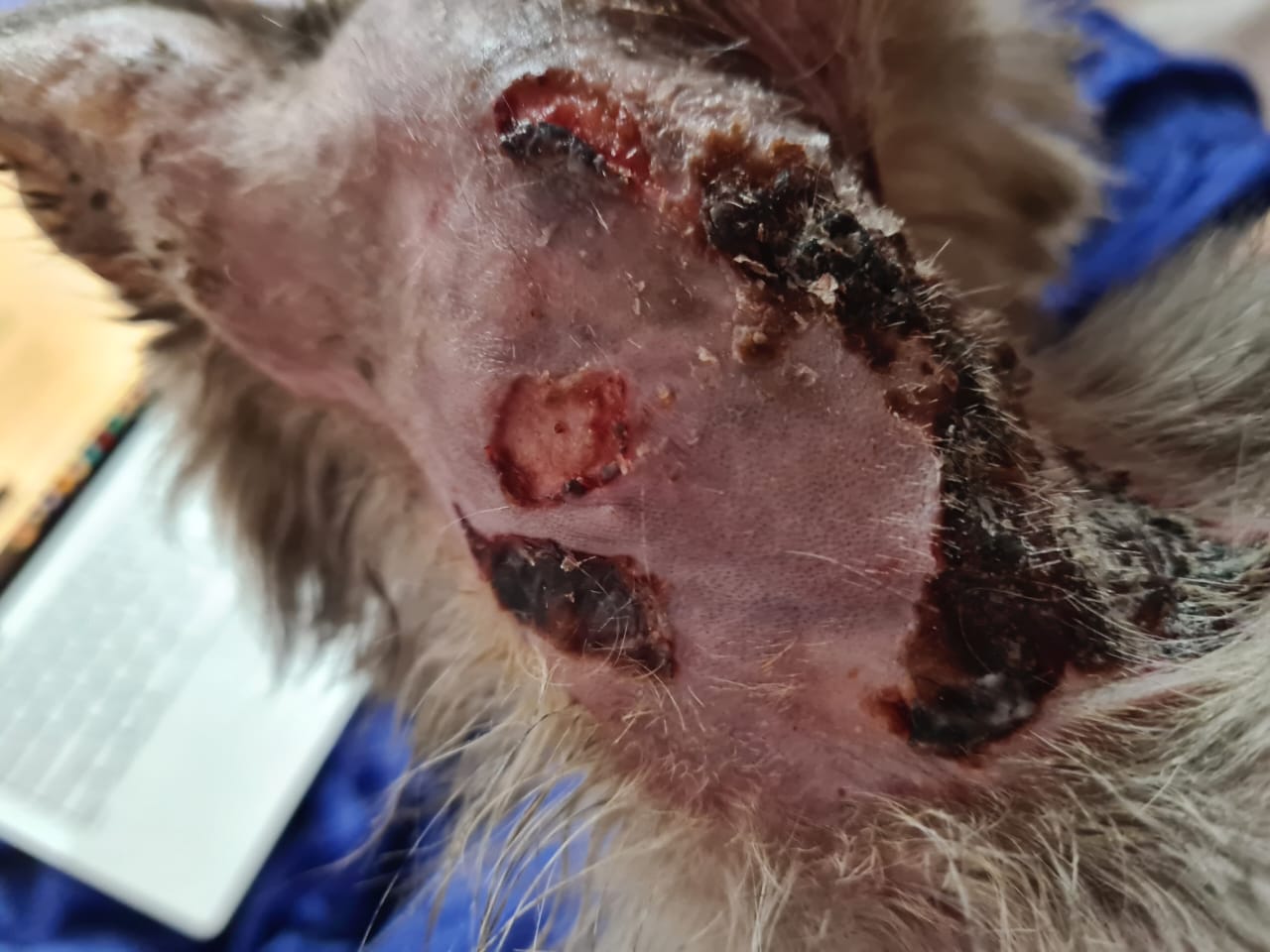 صورة المعرض