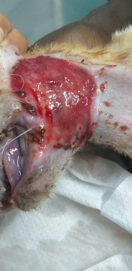 صورة المعرض