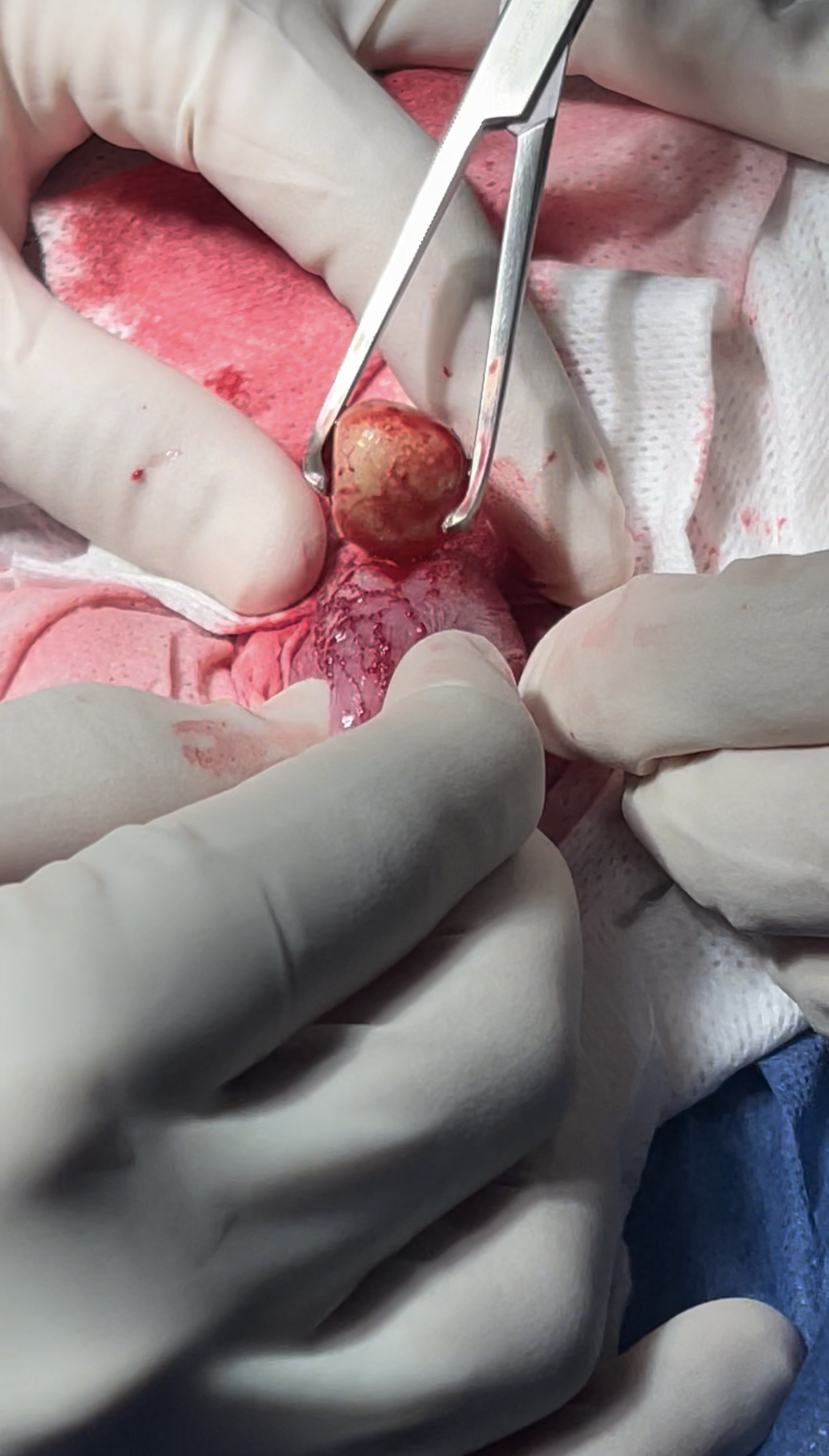 صورة المعرض