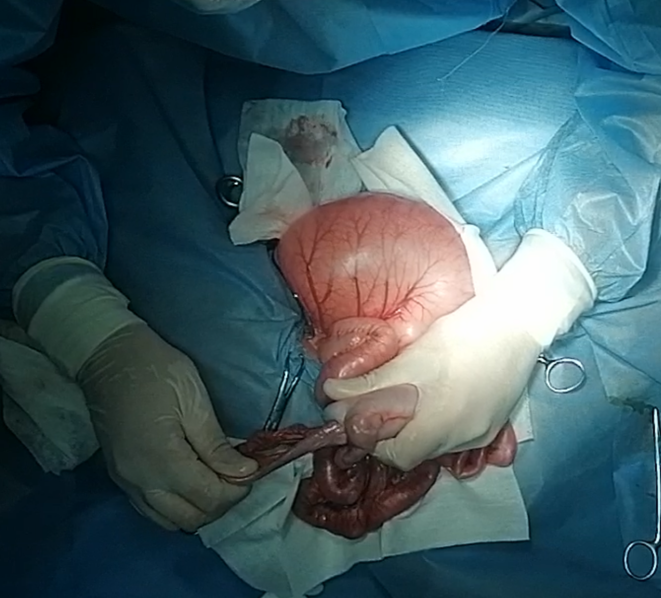 صورة المعرض