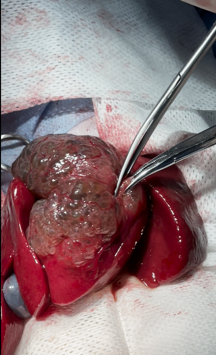 صورة المعرض