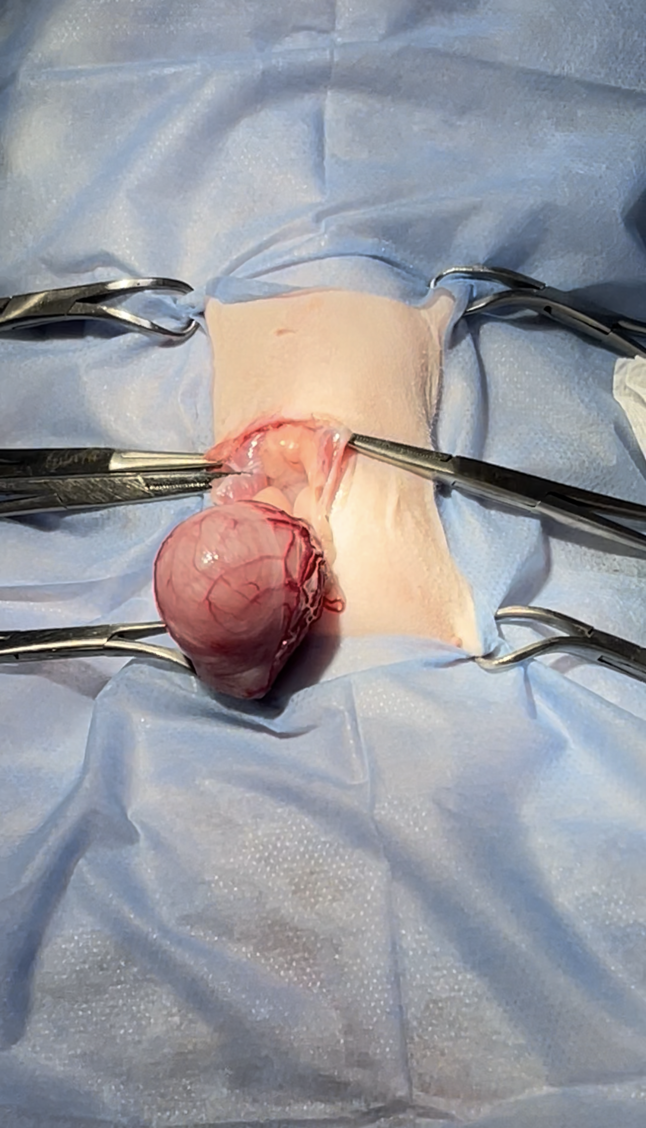 صورة المعرض