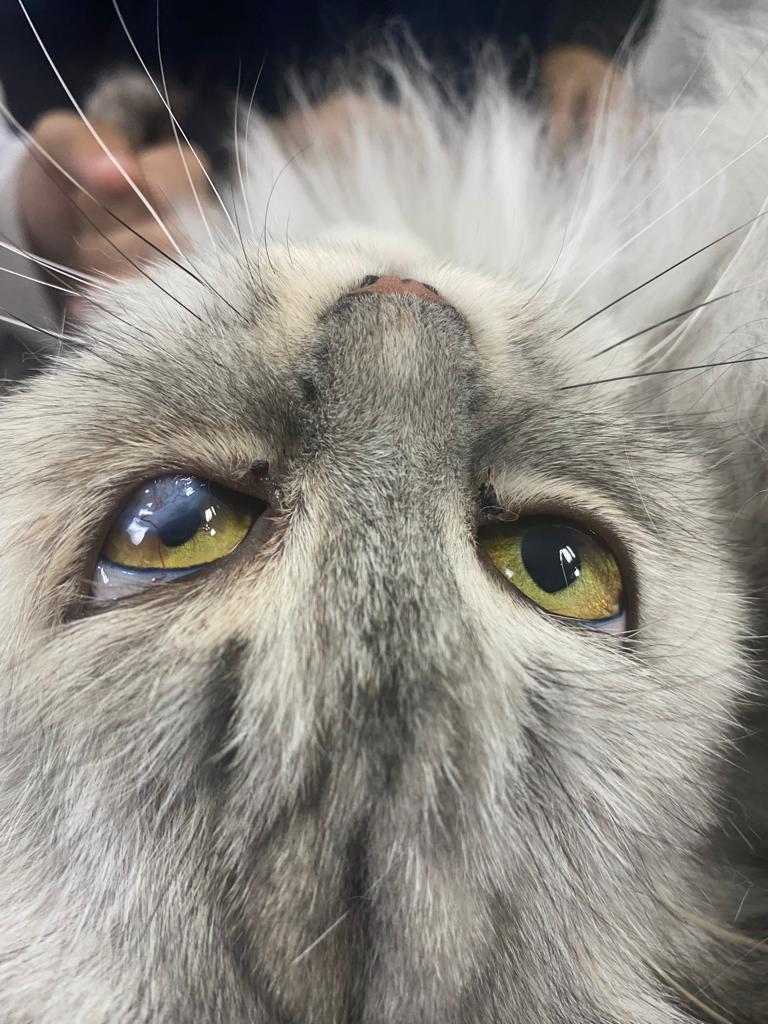 صورة المعرض