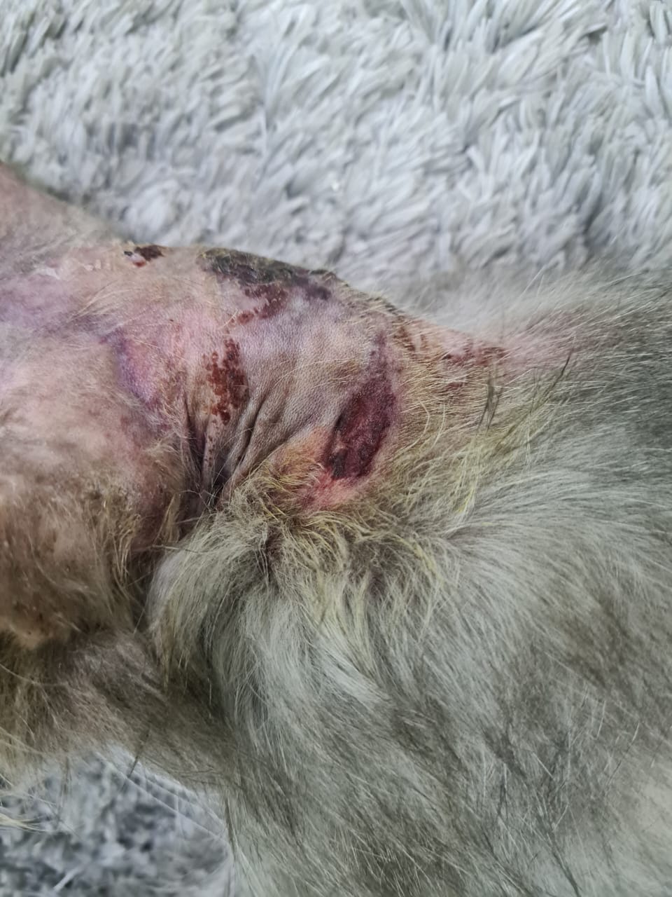 صورة المعرض