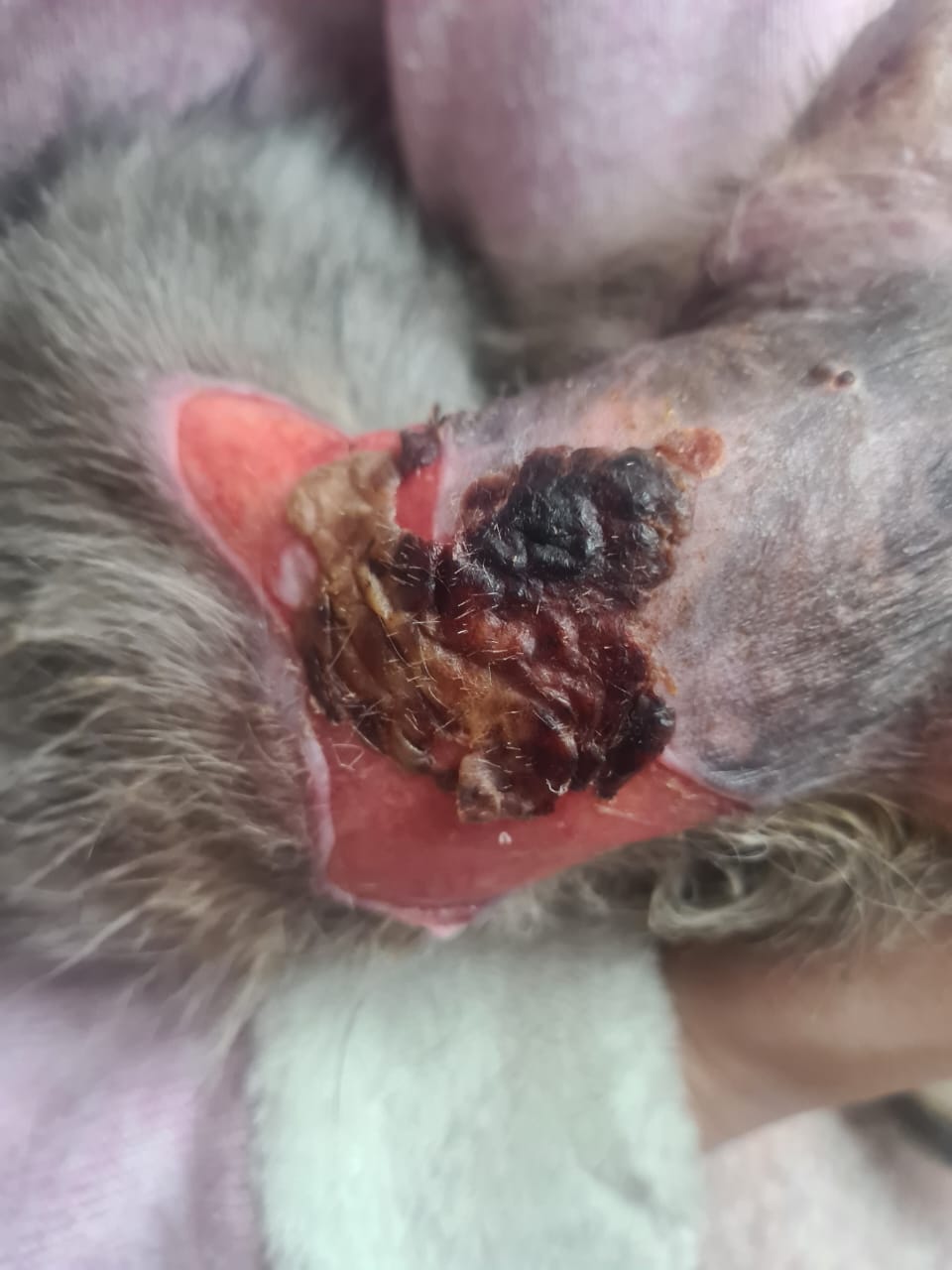 صورة المعرض