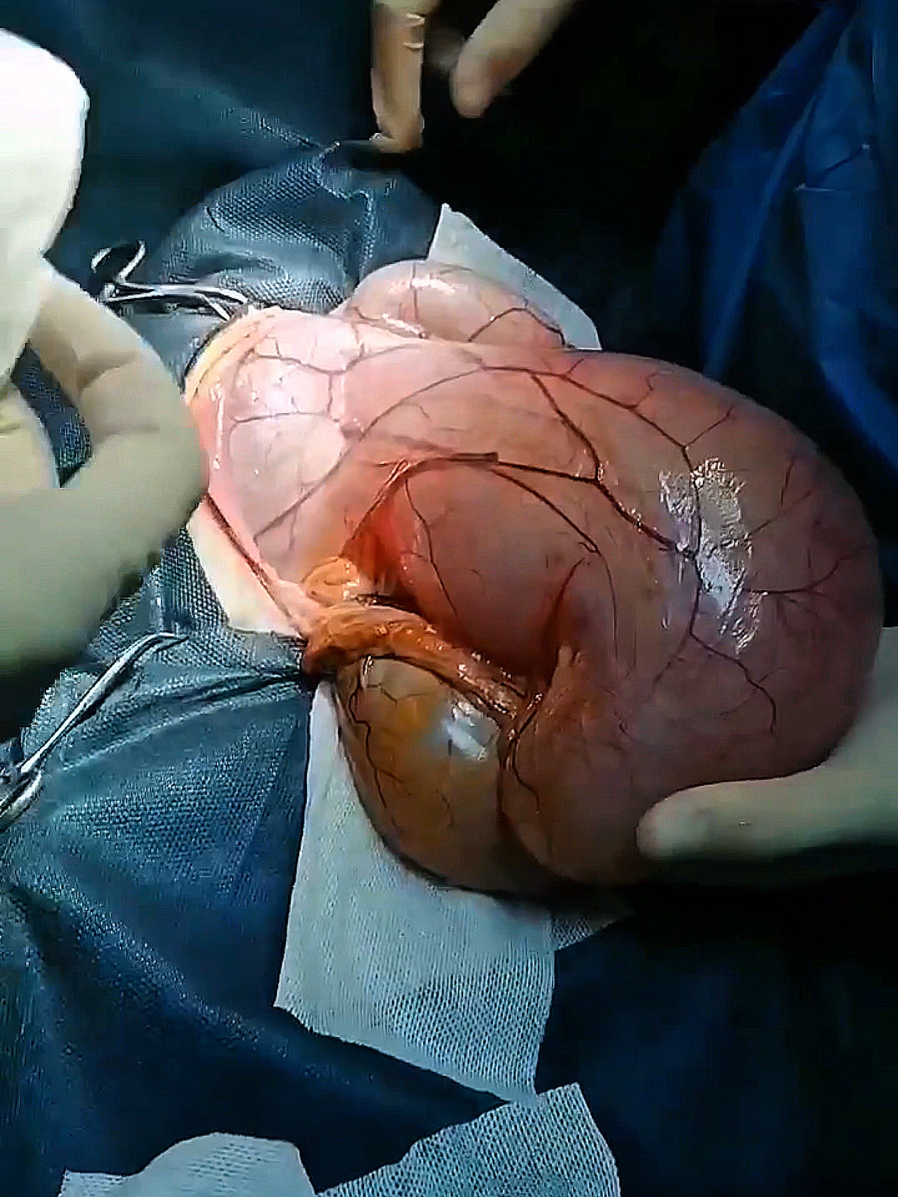 صورة المعرض