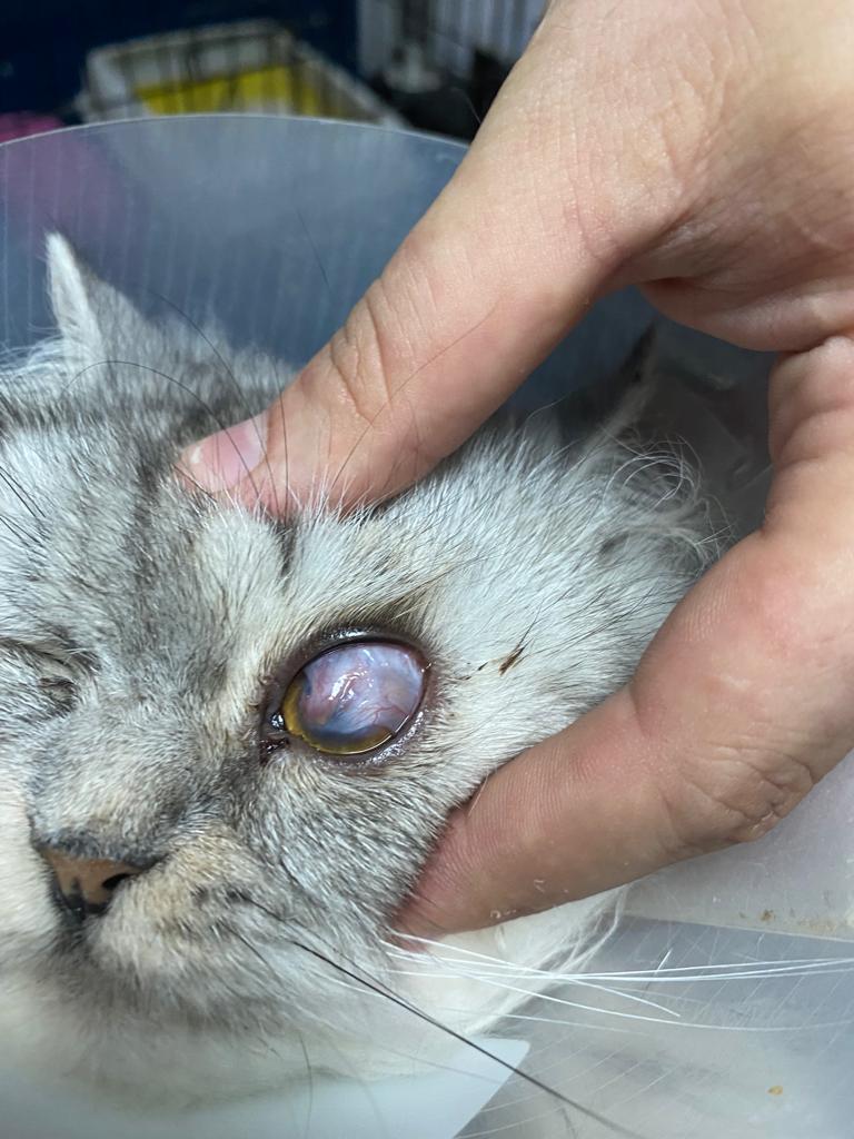 صورة المعرض