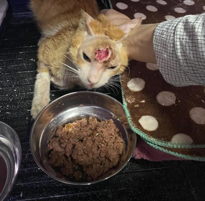 صورة المعرض