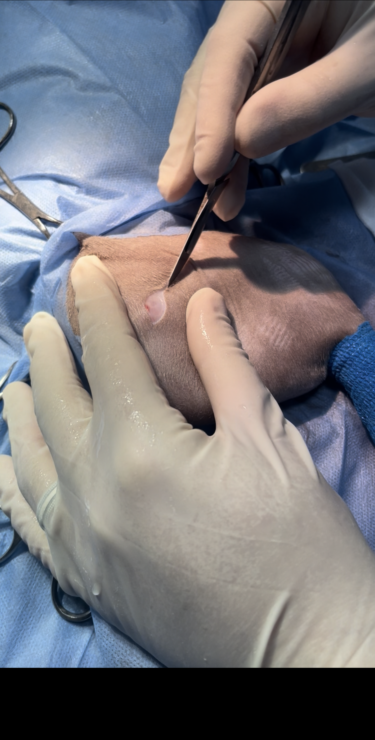 صورة المعرض