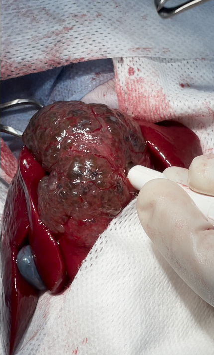 صورة المعرض