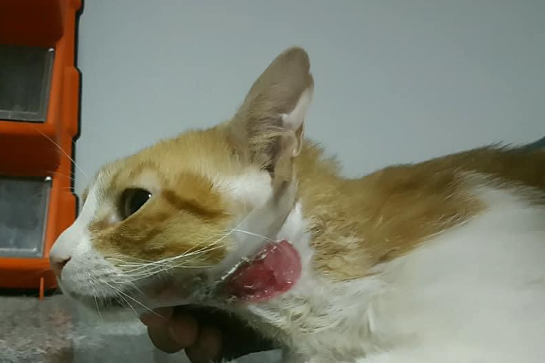 صورة المعرض