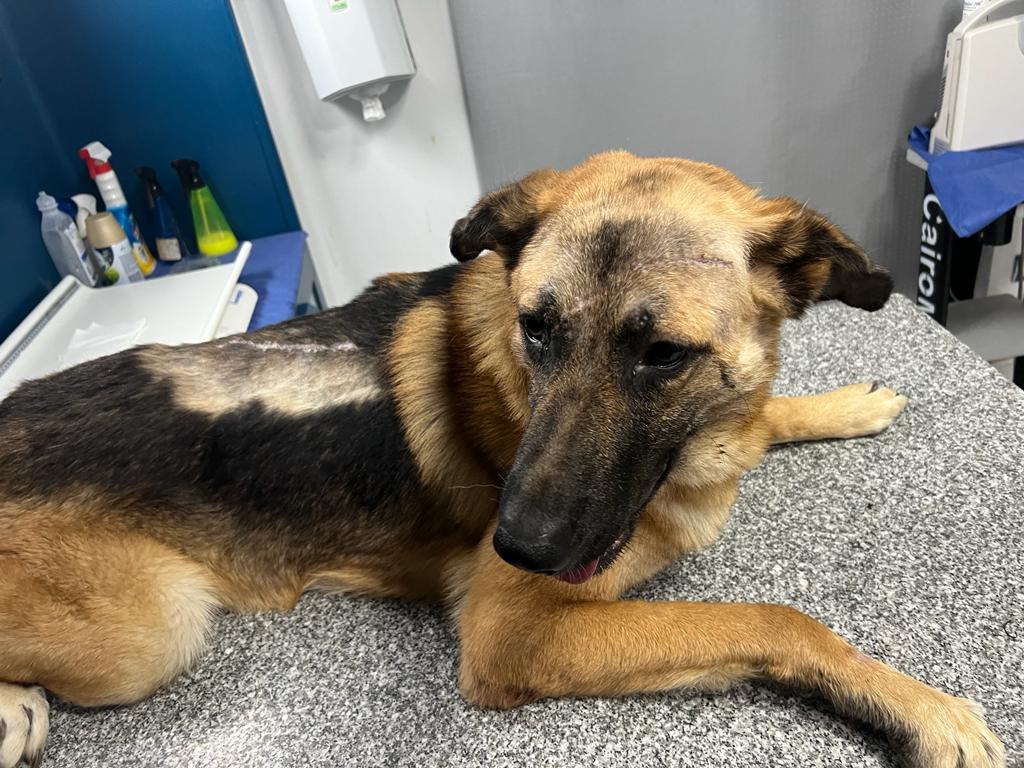 صورة المعرض